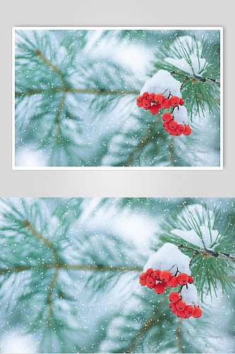 雪花松树冬季雪景摄影图