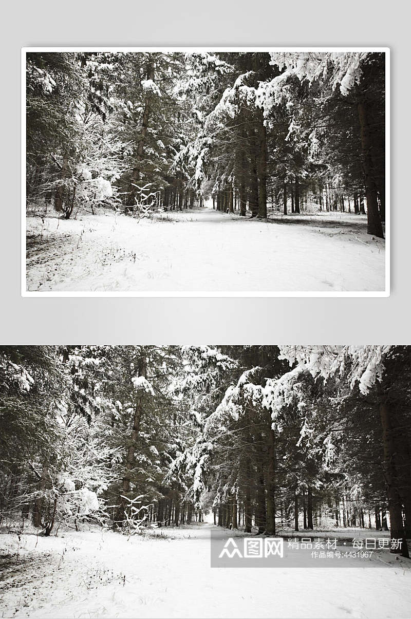 树林雪地自然雪景图片素材
