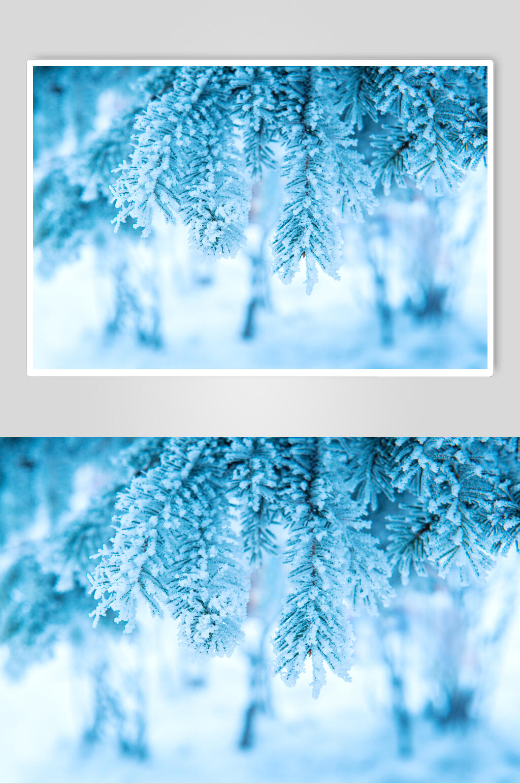 松树雪花冬季雪景摄影图素材