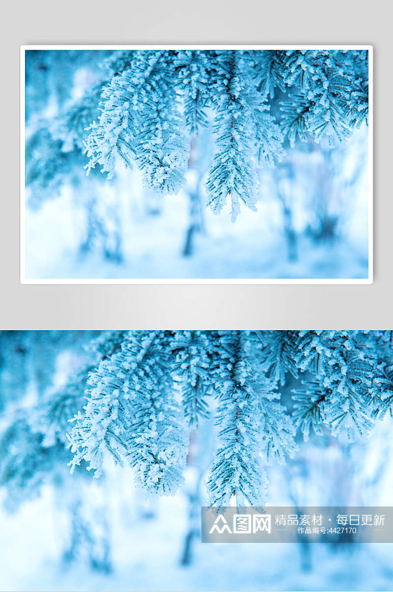 松树雪花冬季雪景摄影图素材