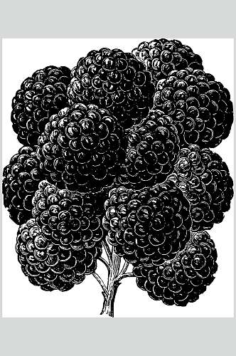 树枝黑色清新水果素描手绘矢量素材