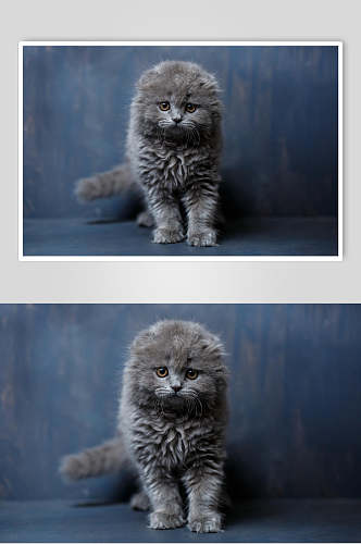 蓝猫可爱猫咪摄影图片