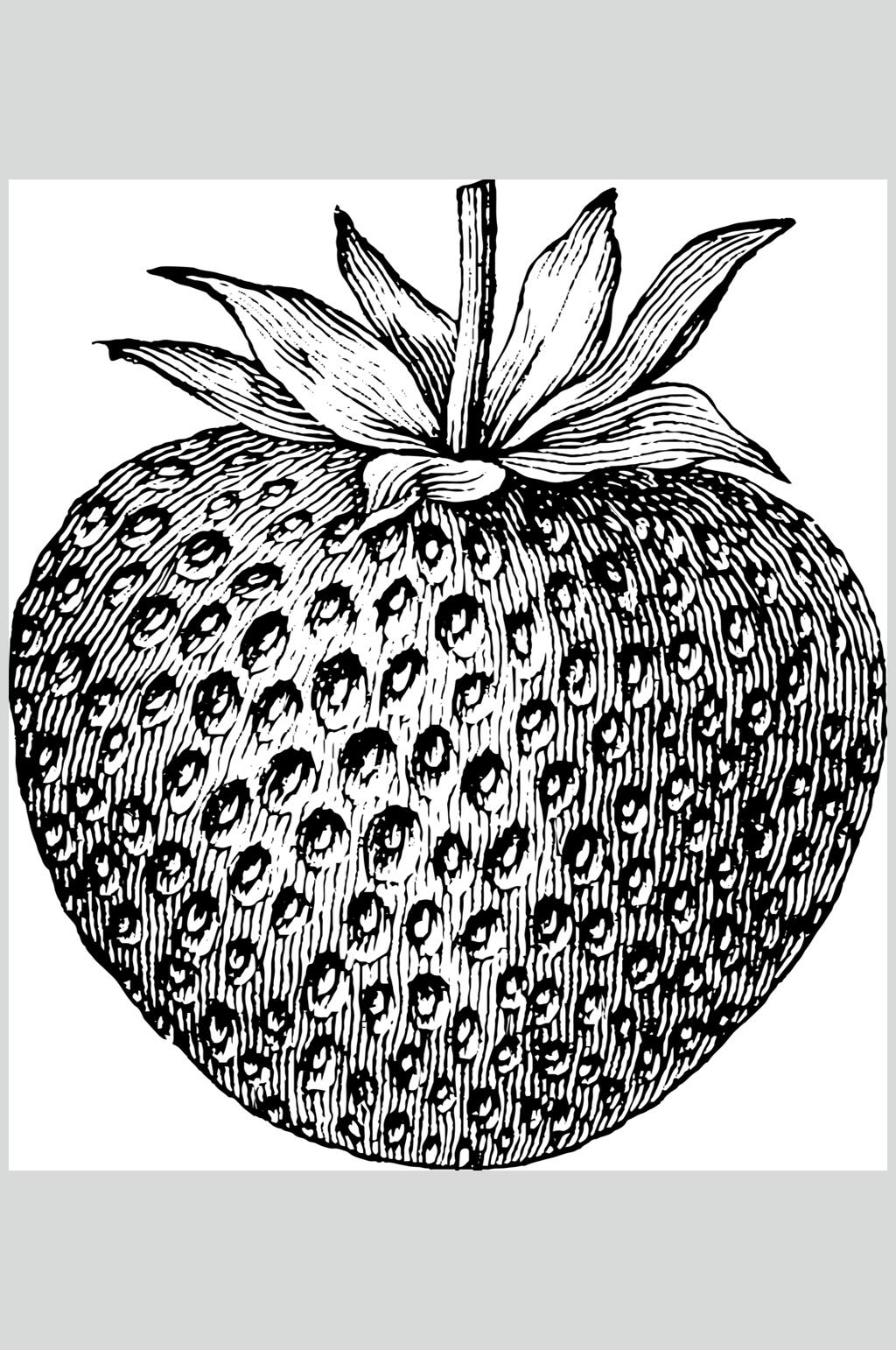 草莓黑色清新水果素描手绘矢量素材素材