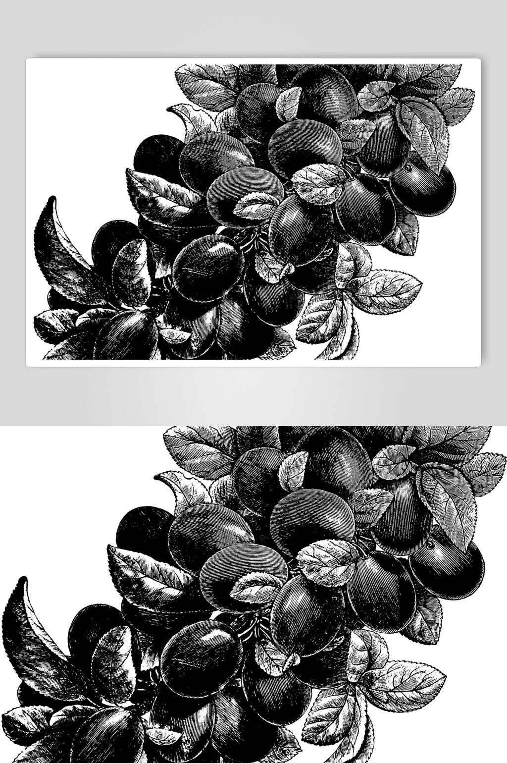 精美水果素描手绘矢量素材素材