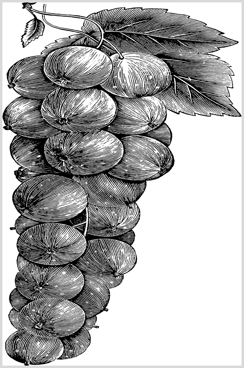 黑白线稿水果素描手绘矢量素材素材