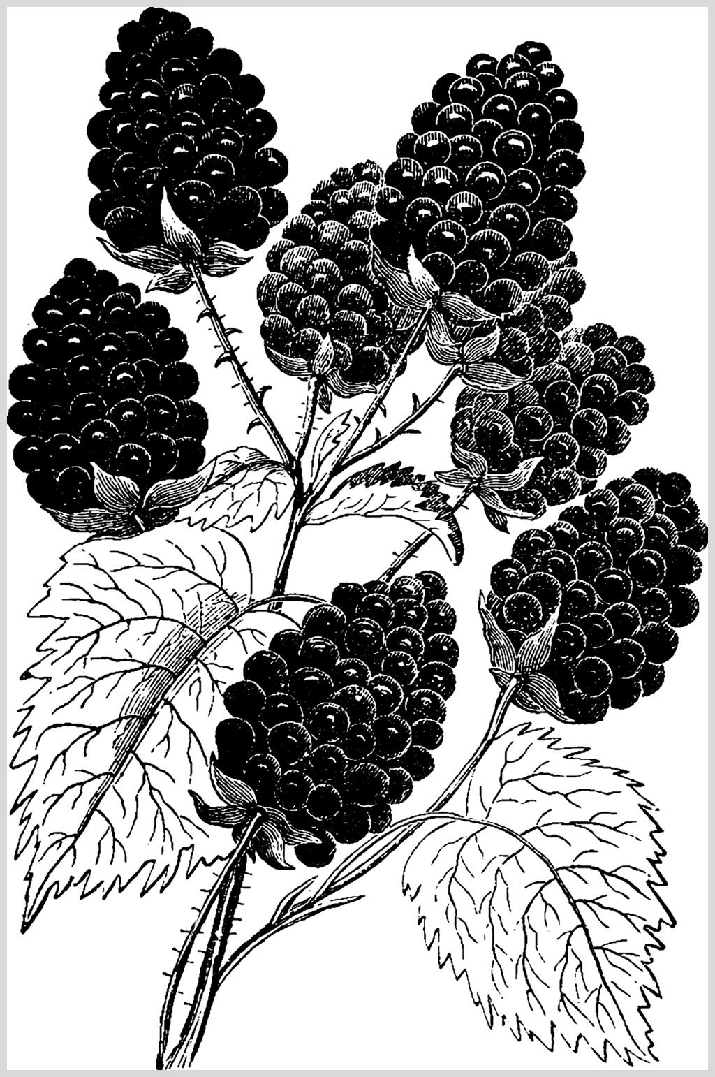 叶子黑色简约水果素描手绘矢量素材素材
