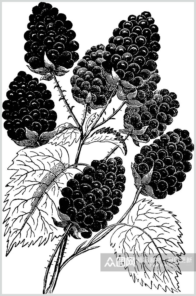 叶子黑色简约水果素描手绘矢量素材素材