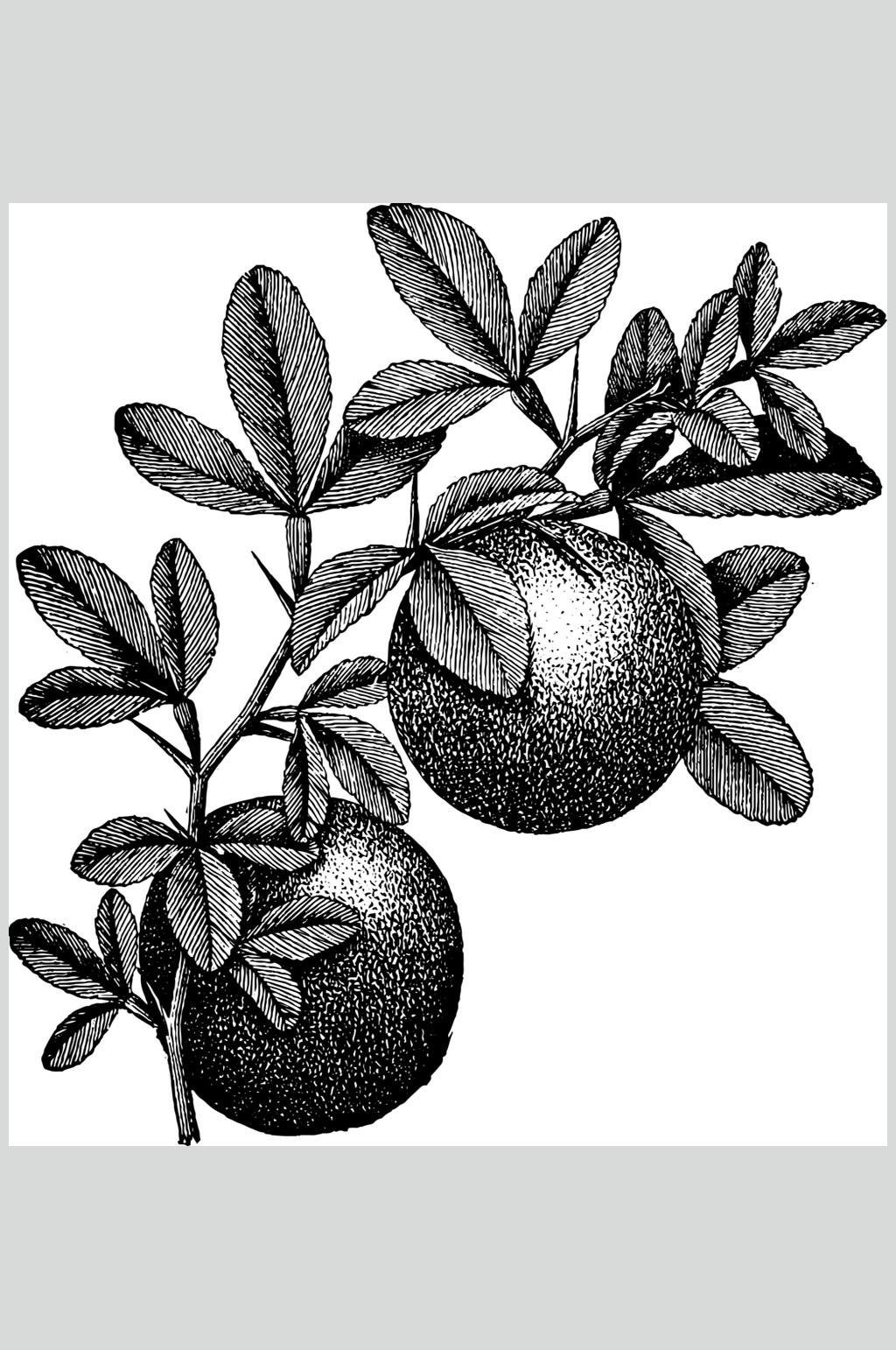 橙子水果素描手绘矢量素材素材