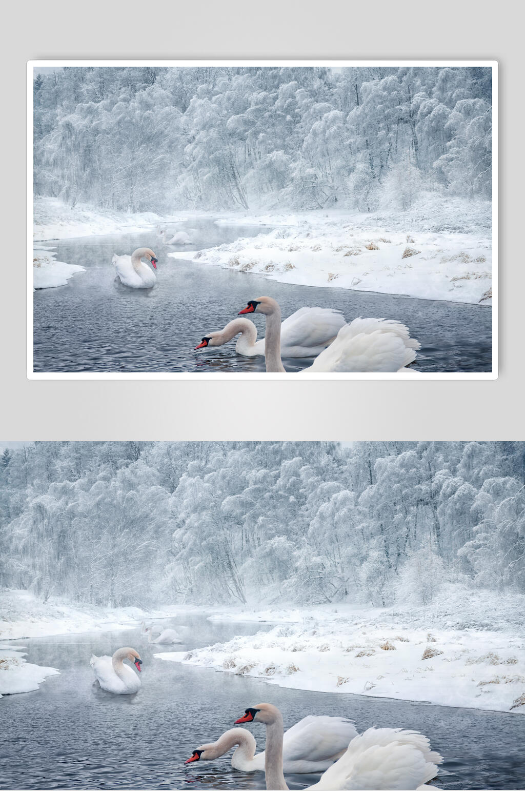 天鹅雪地冬季雪景摄影图素材