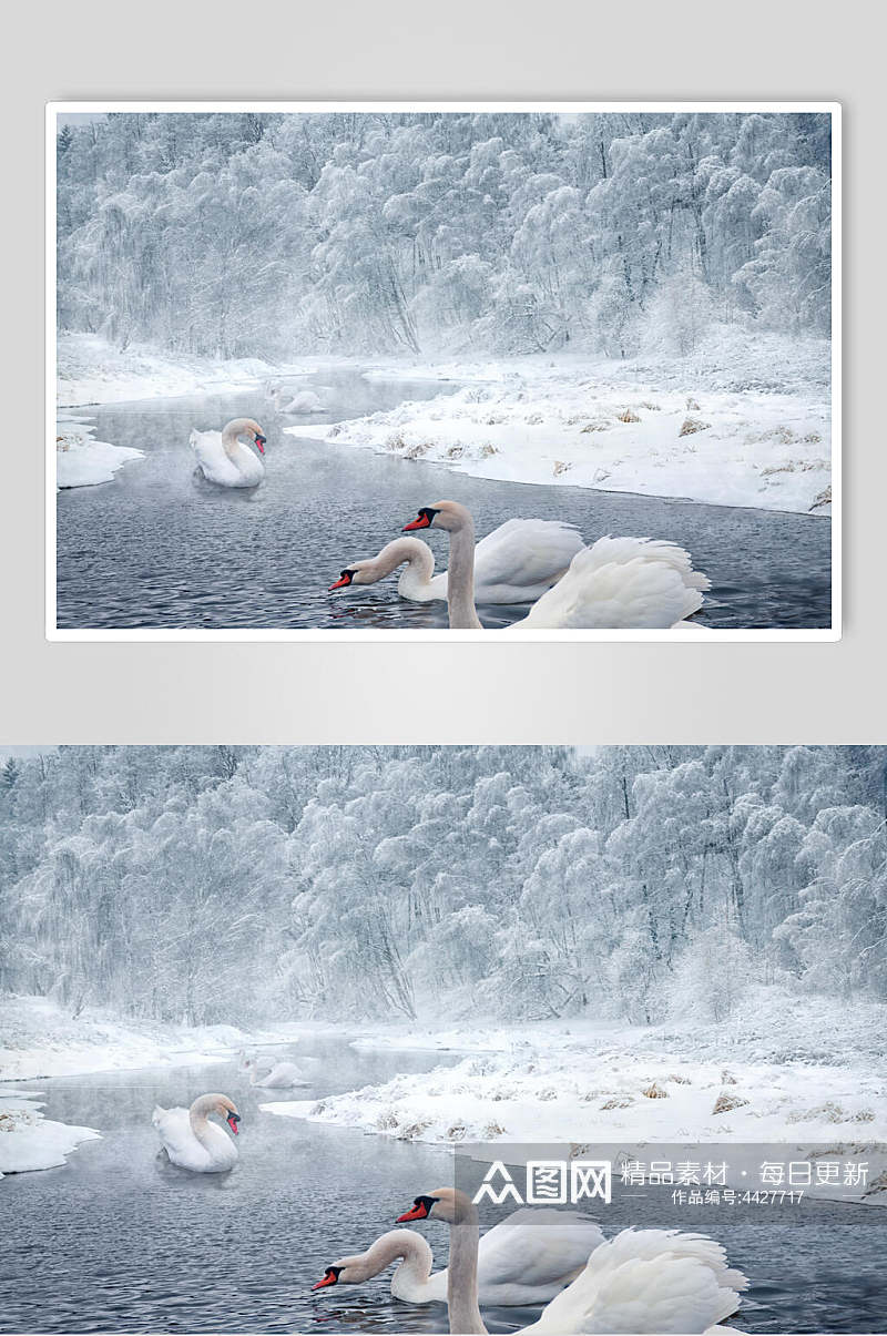 天鹅雪地冬季雪景摄影图素材