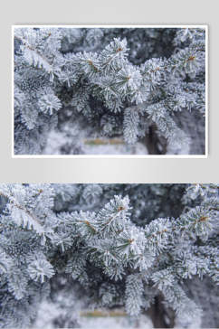 松树雪花冬季雪景摄影图