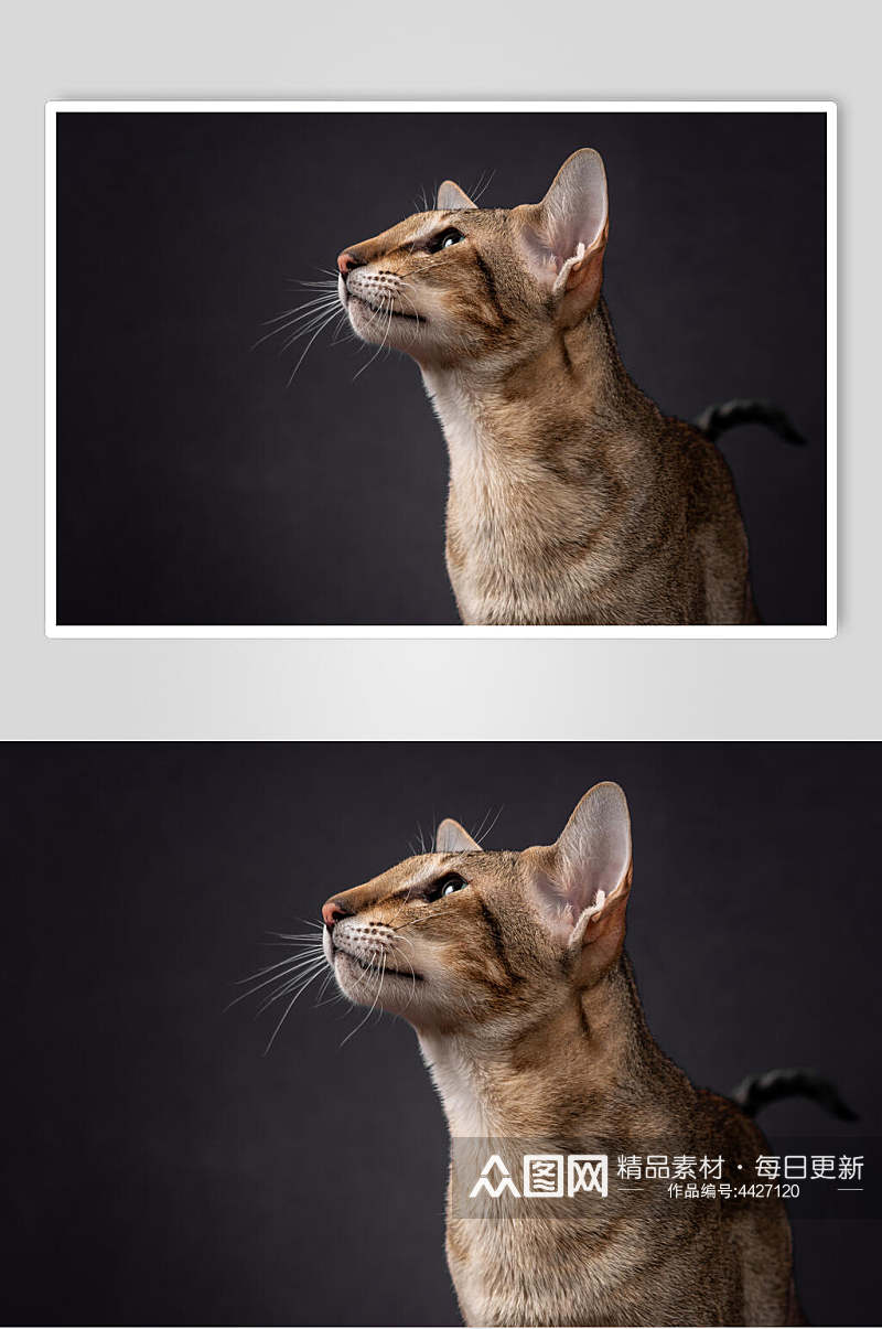 帅气可爱猫咪摄影图片素材