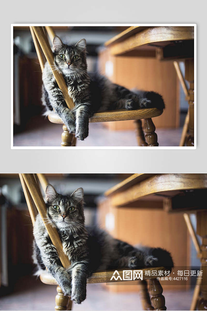 蓝猫可爱猫咪摄影图片素材