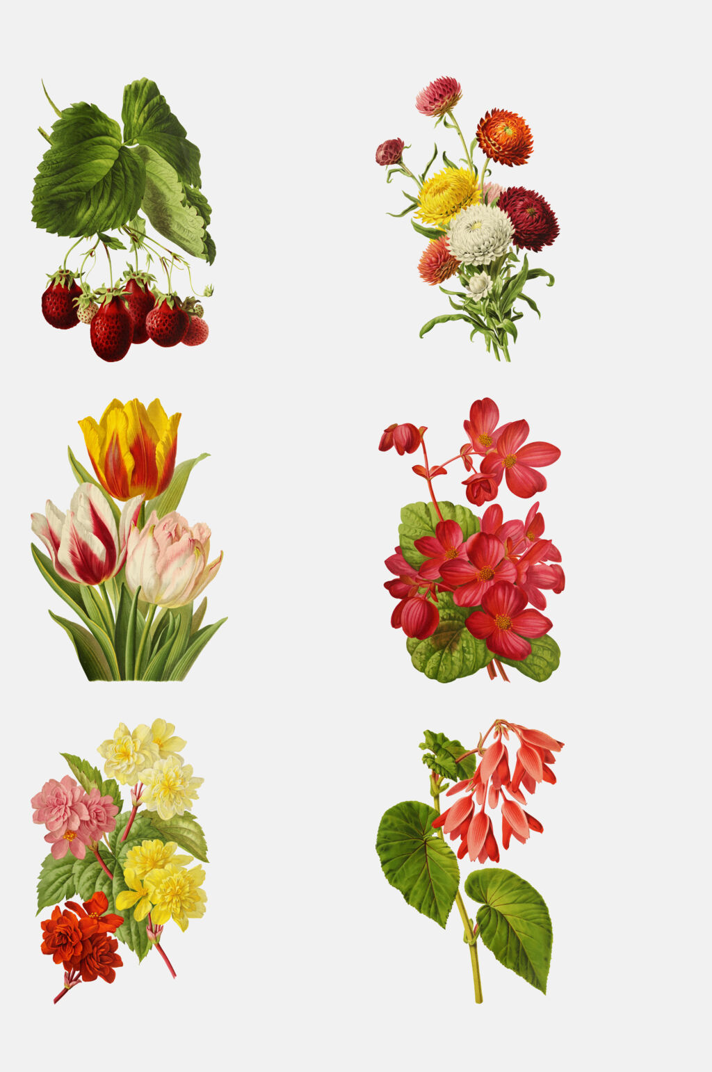 草莓菊花彩绘花卉插画免抠素材素材