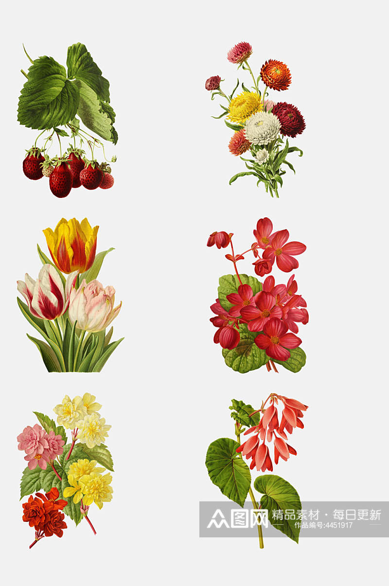 草莓菊花彩绘花卉插画免抠素材素材