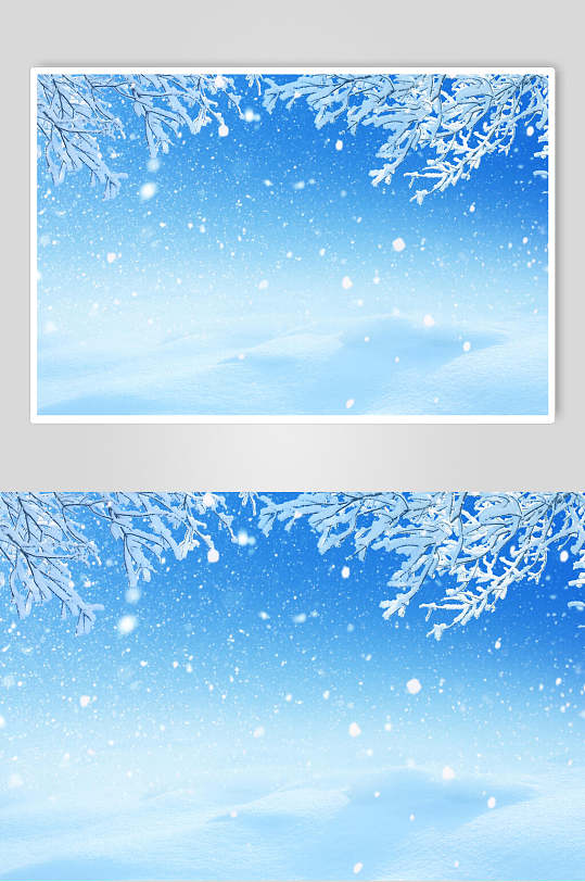 雪松蓝色冬季雪景摄影图