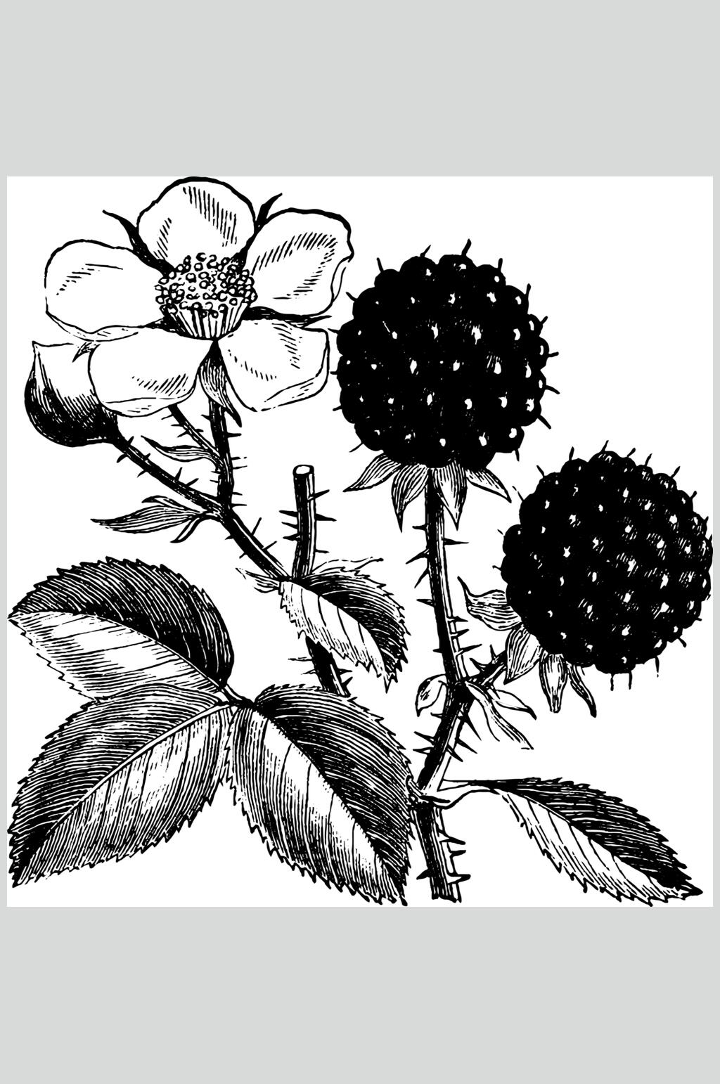 花朵唯美清新水果素描手绘矢量素材素材