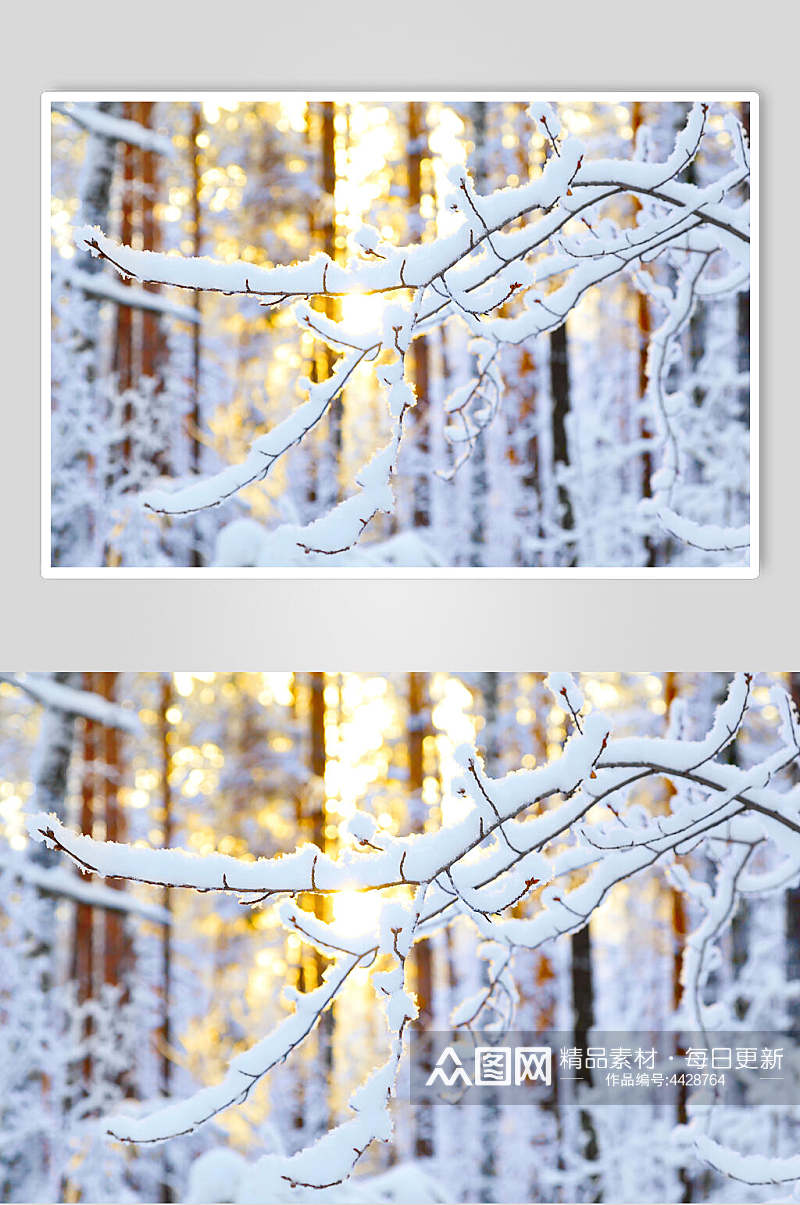 松树雪花冬季雪景摄影图素材