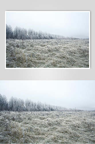树木草地近景高清自然雪景图片