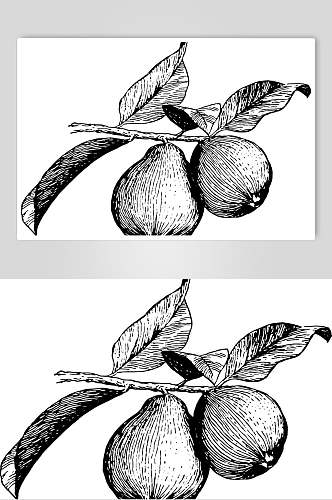 叶子黑色简约水果素描手绘矢量素材