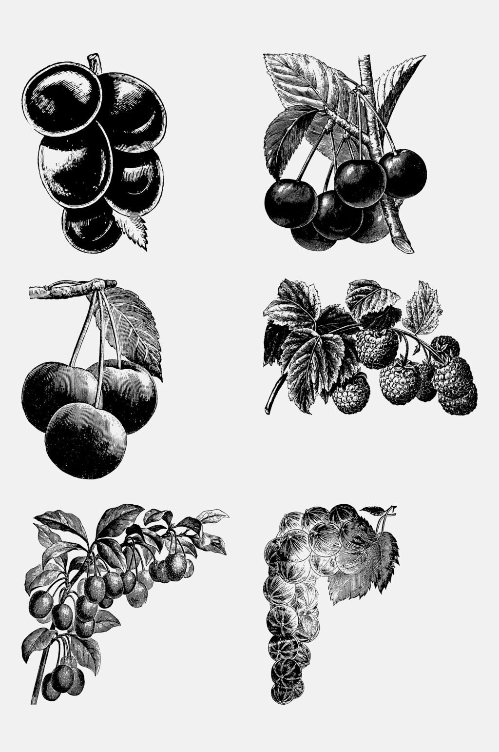 叶子简约时尚水果素描绘画免抠素材素材