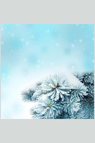 松树冬季雪景摄影图