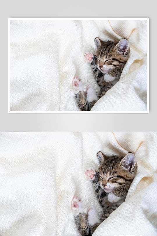 白布可爱猫咪摄影图片