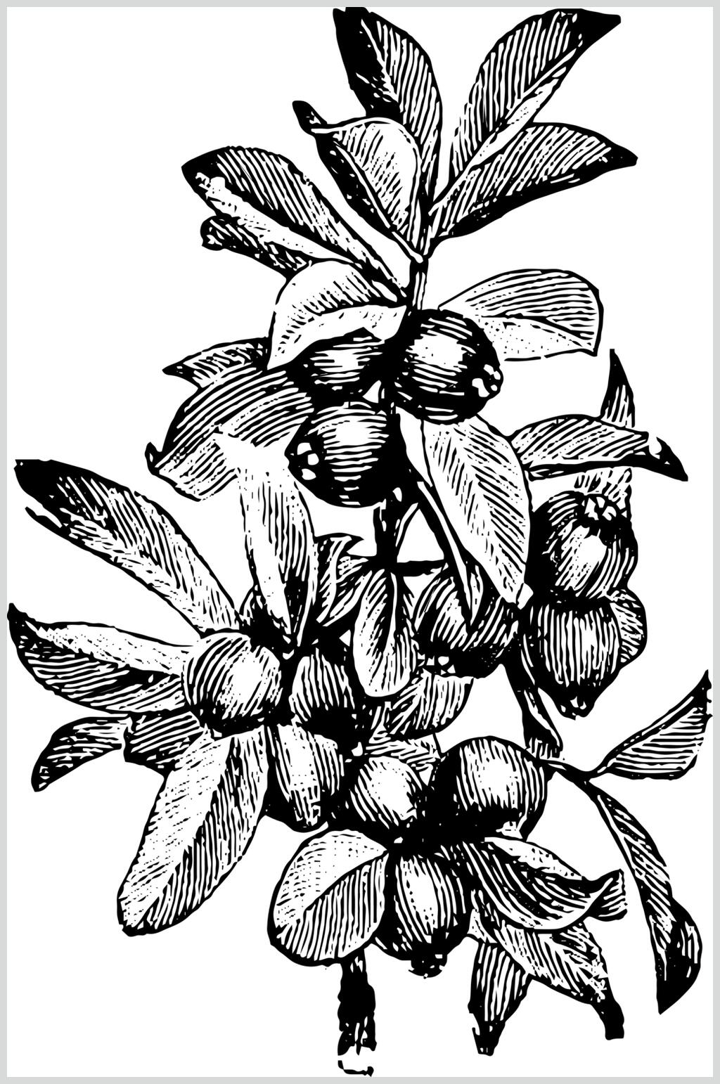 黑色线条清新水果素描手绘矢量素材素材
