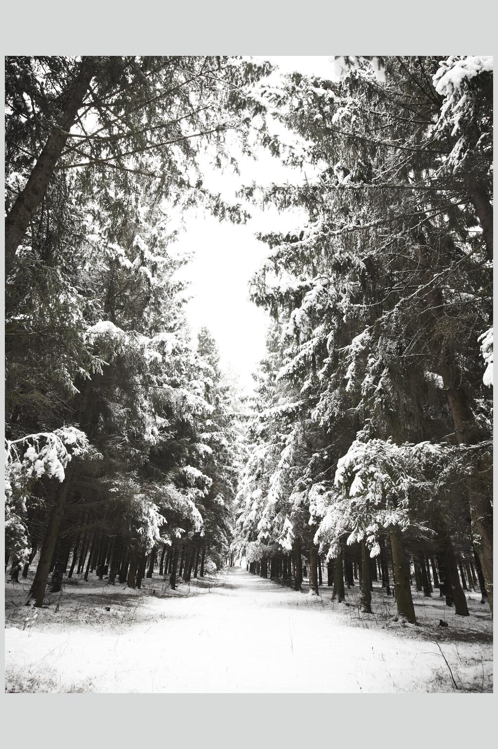 雪地通道自然雪景图片素材