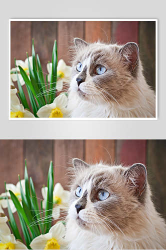 蓝色眼睛可爱猫咪摄影图片