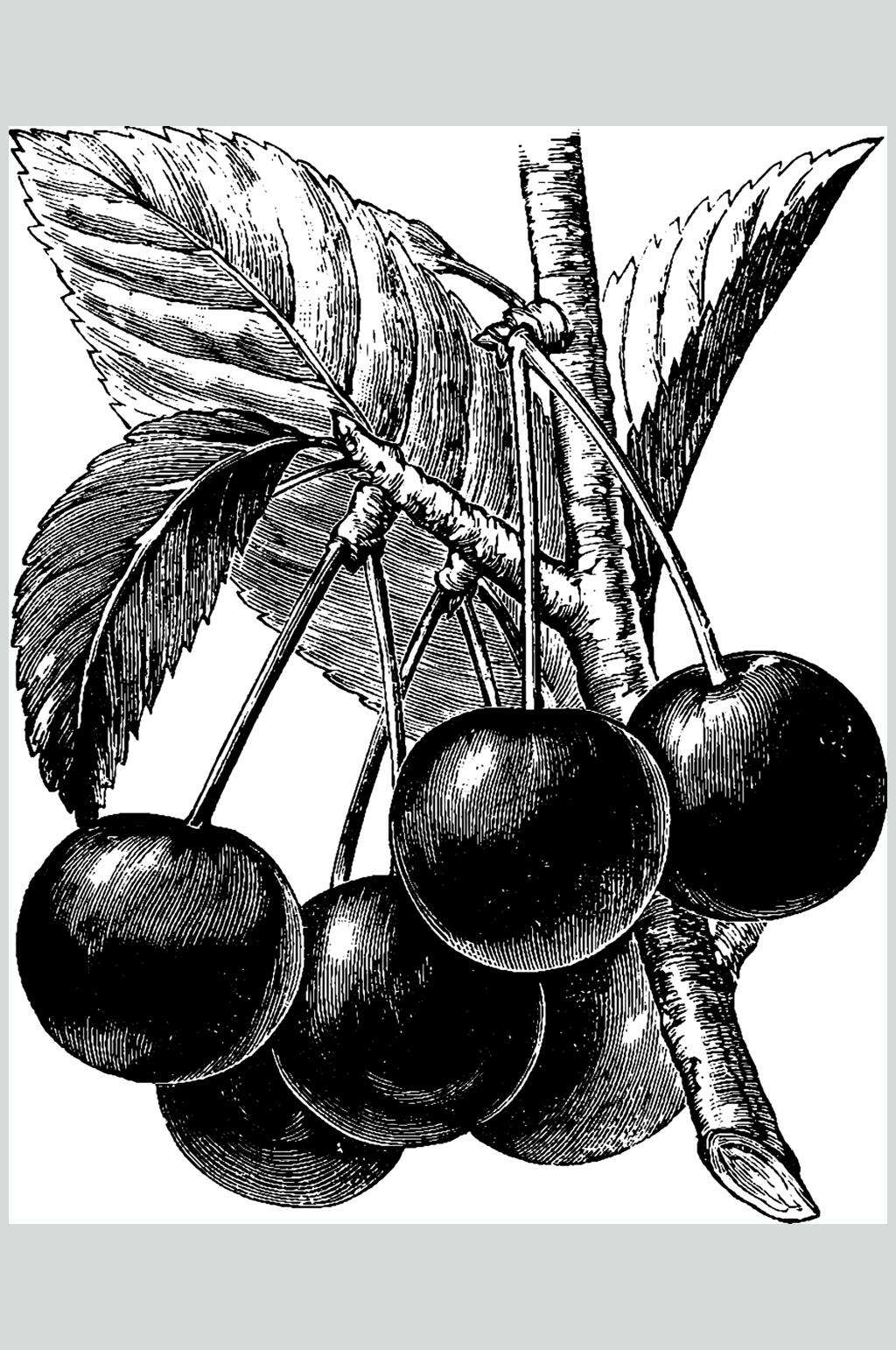 樱桃水果素描手绘矢量素材素材