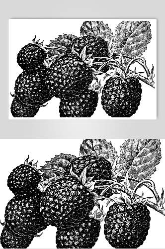 黑白精画水果素描手绘矢量素材