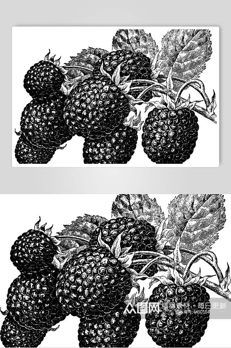 黑白精画水果素描手绘矢量素材素材