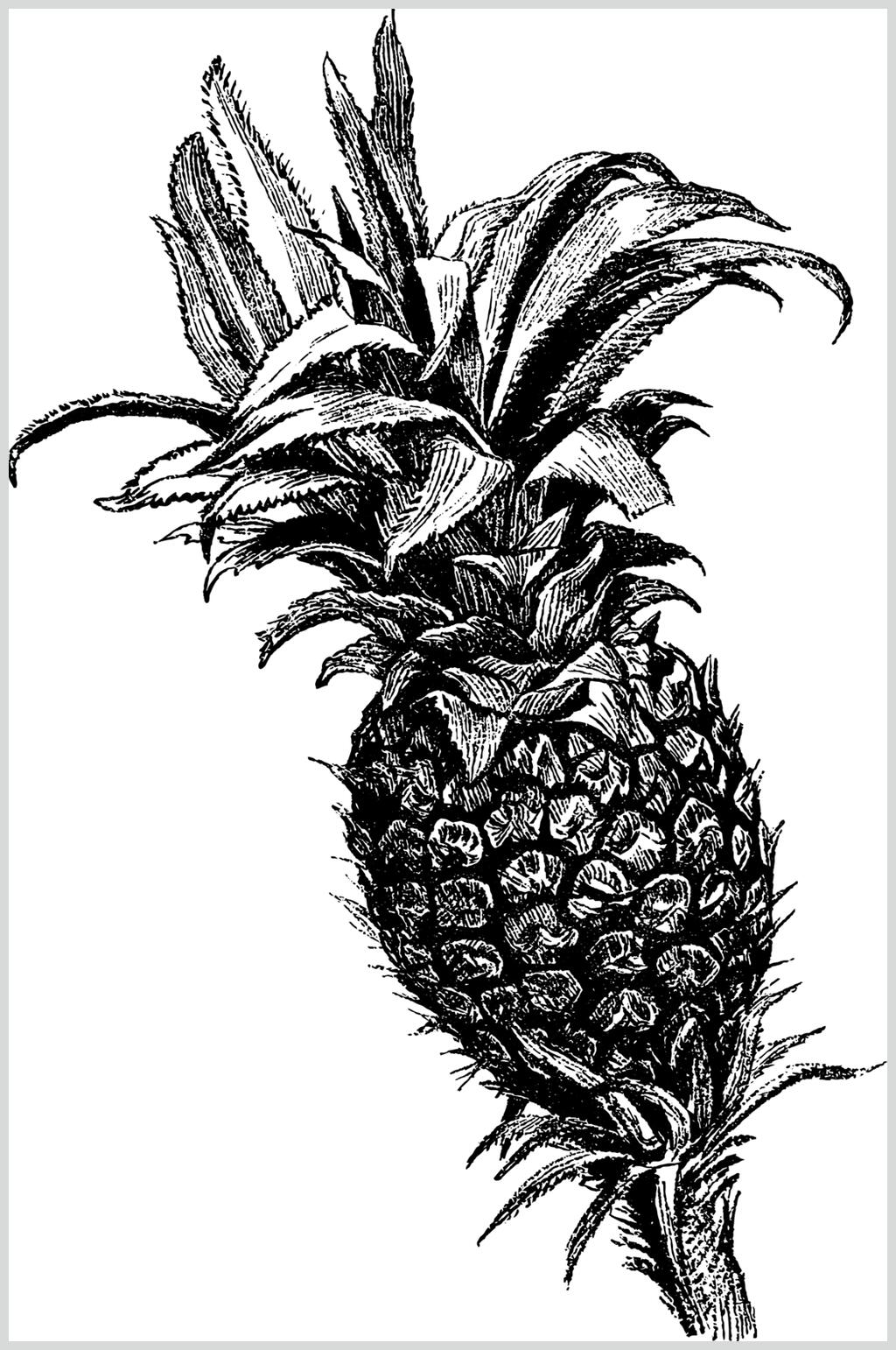 菠萝黑色简约水果素描手绘矢量素材素材