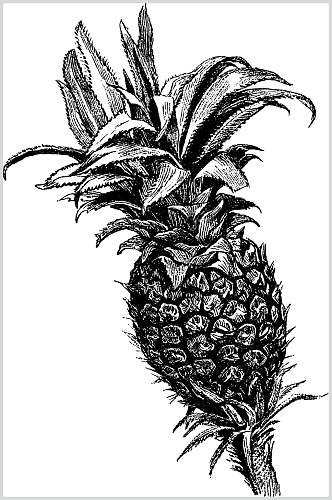 菠萝黑色简约水果素描手绘矢量素材