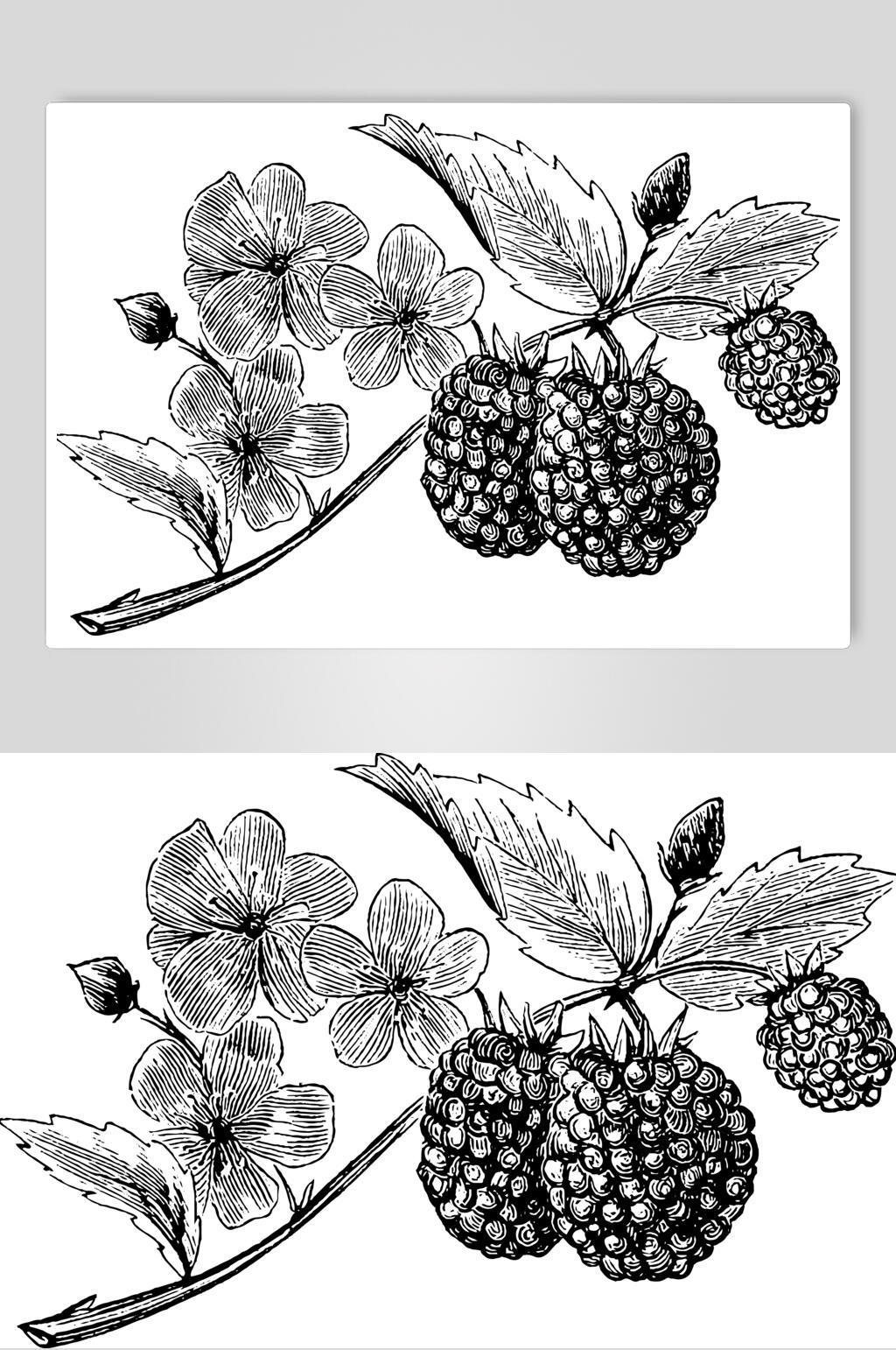 简约时尚水果素描手绘矢量素材素材