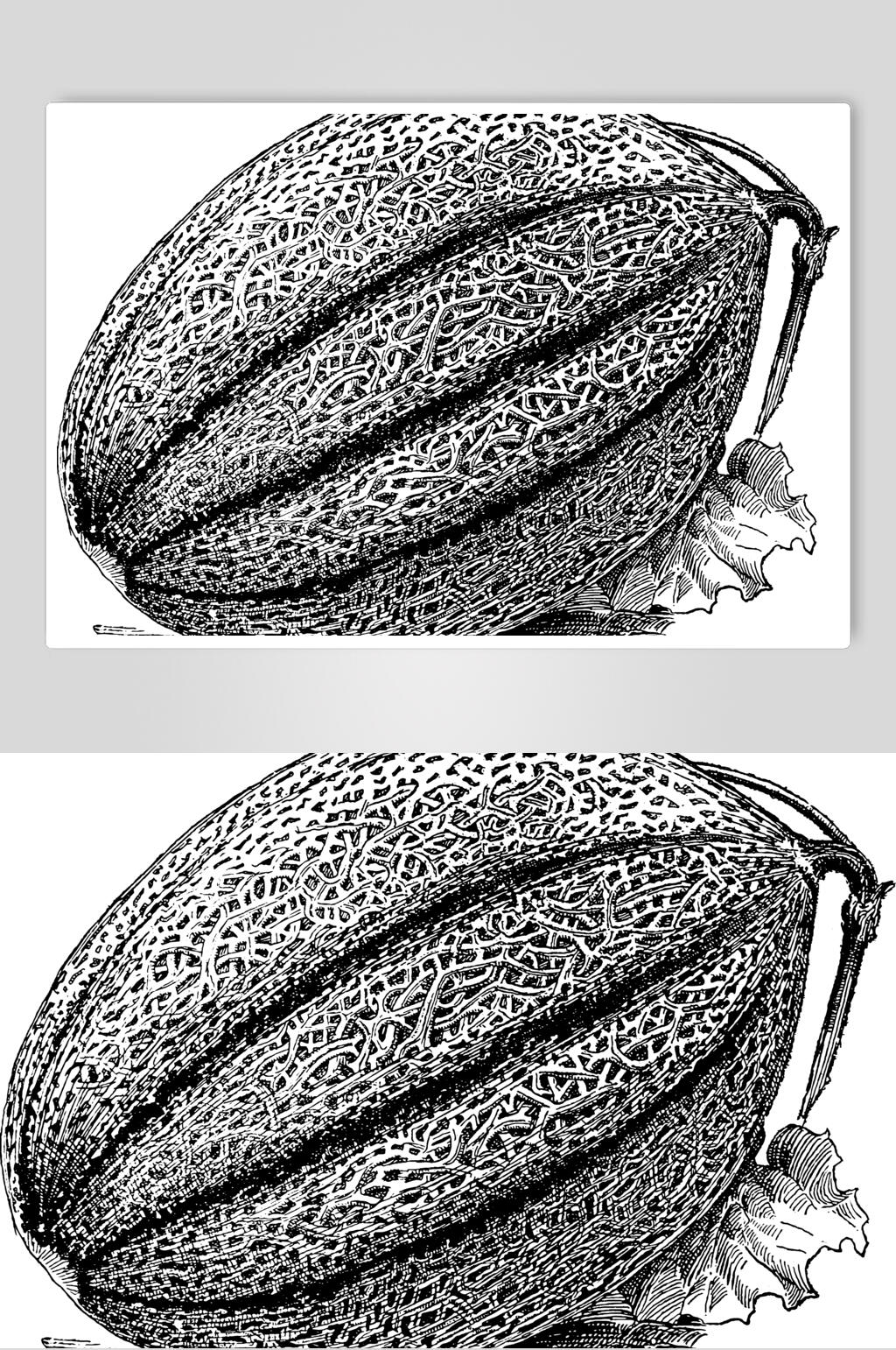 素描手绘蜜瓜水果矢量素材