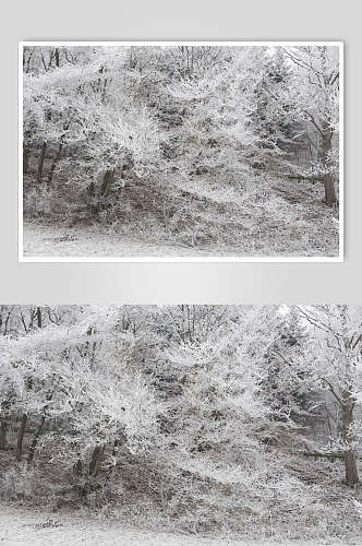 雾凇冬季雪景摄影图