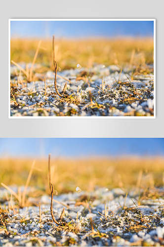 石头枯草近景黄冬季雪景摄影图