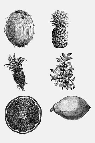 菠萝黑色手绘水果素描绘画免抠素材