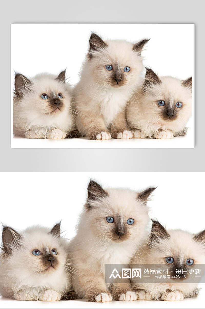 三只可爱猫咪摄影图片素材