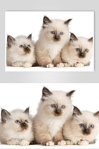 三只可爱猫咪摄影图片