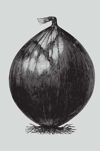 手绘反光黑色植物蔬菜素描矢量素材