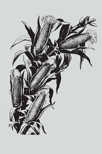 羽毛黑色手绘植物蔬菜素描矢量素材