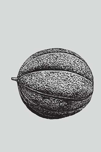 纹理圆形黑色植物蔬菜素描矢量素材