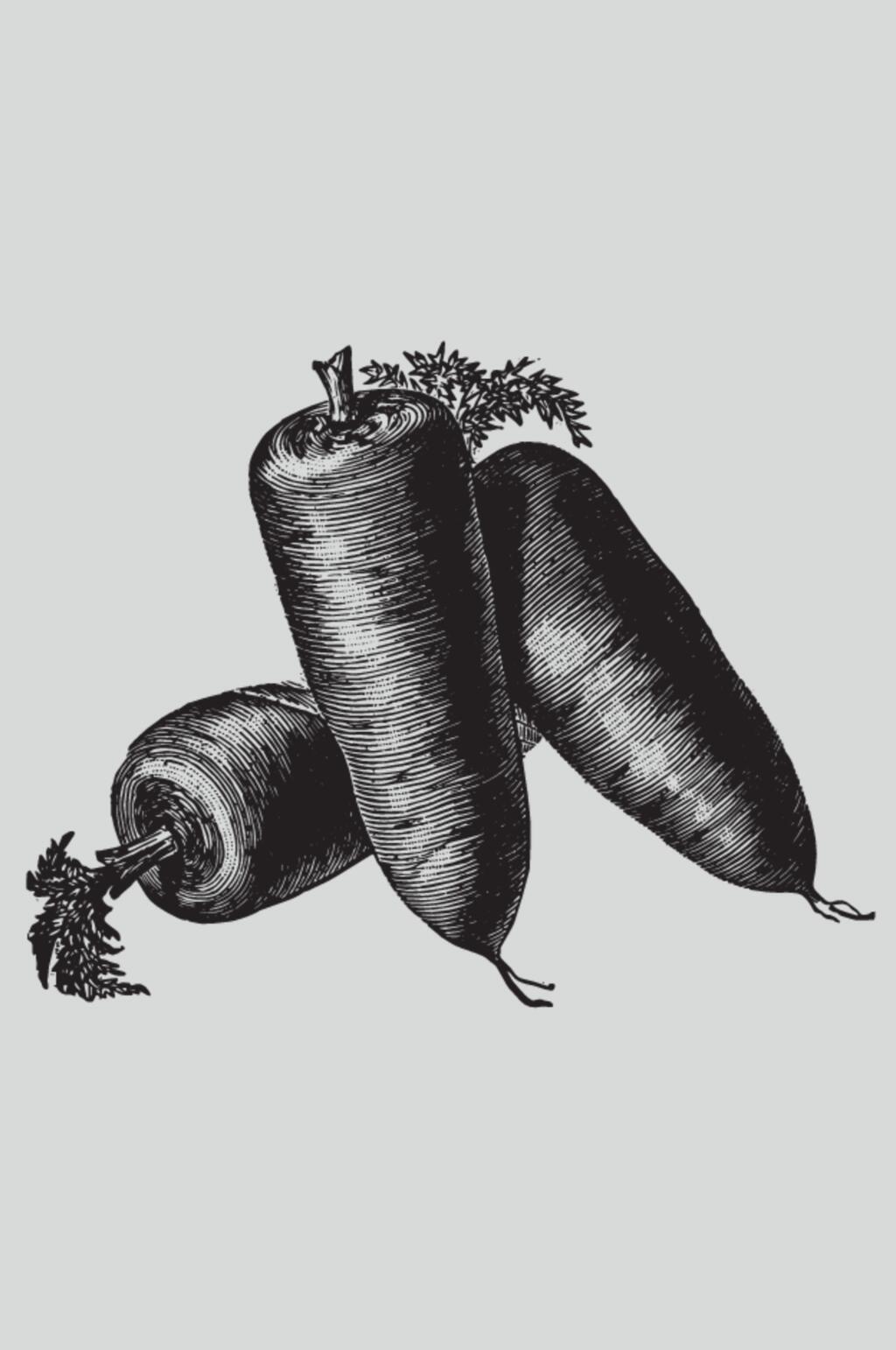 胡萝卜植物蔬菜素描矢量素材素材