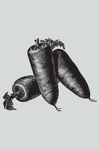 胡萝卜植物蔬菜素描矢量素材