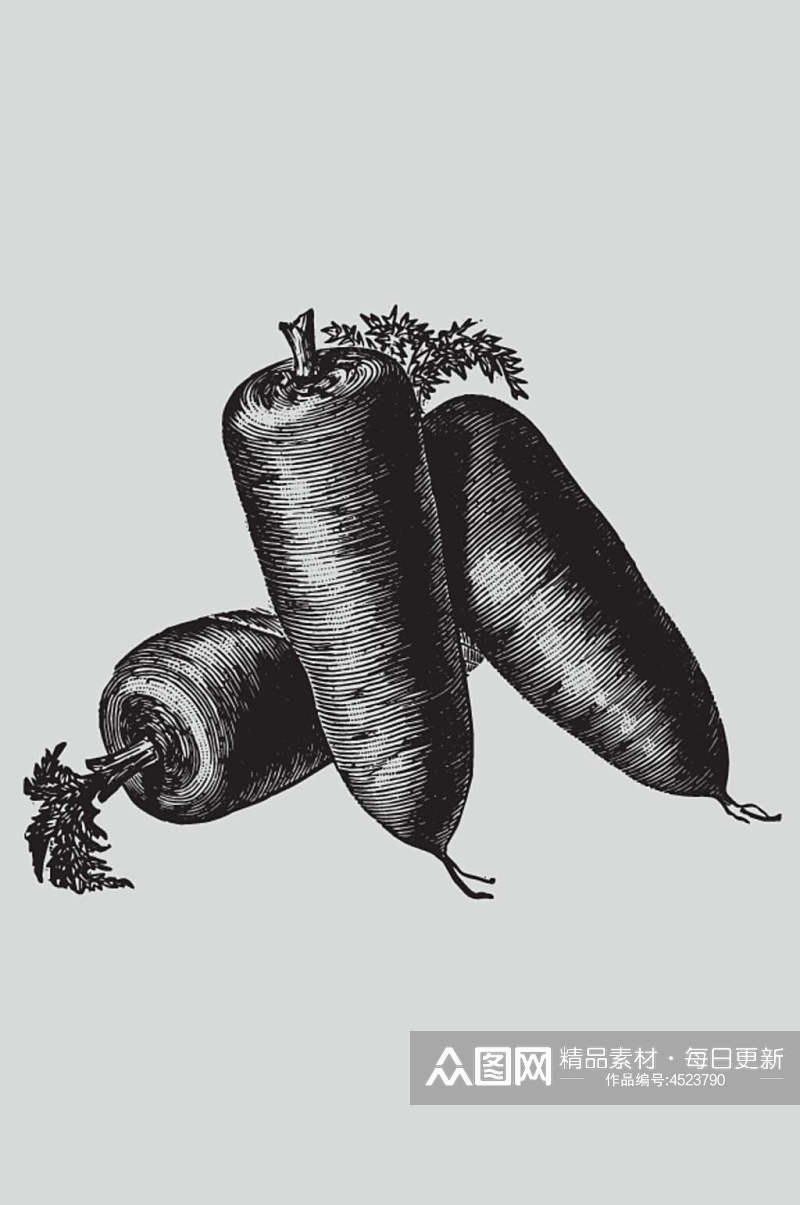 胡萝卜植物蔬菜素描矢量素材素材