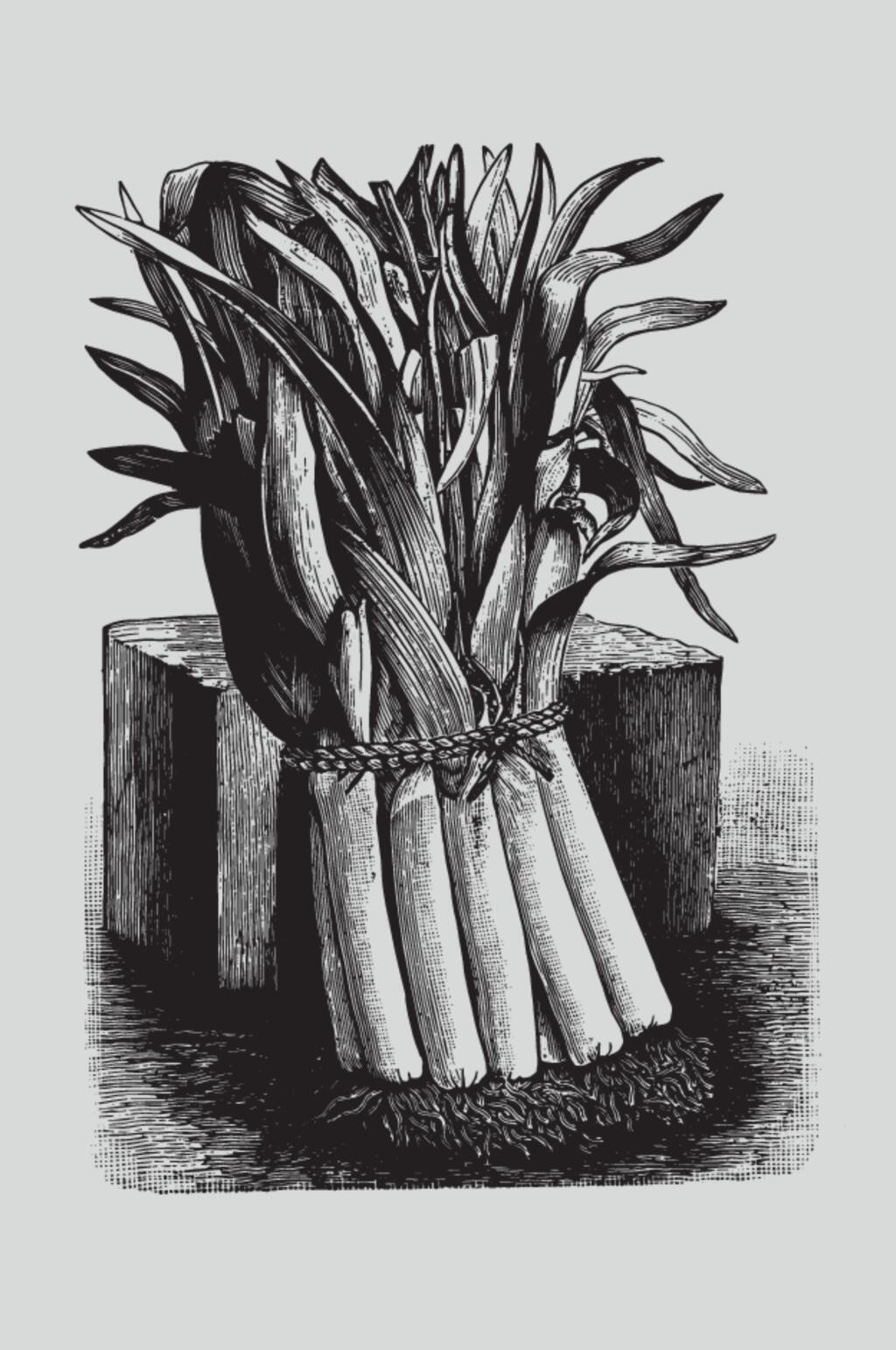 黑色叶子一捆植物蔬菜素描矢量素材素材