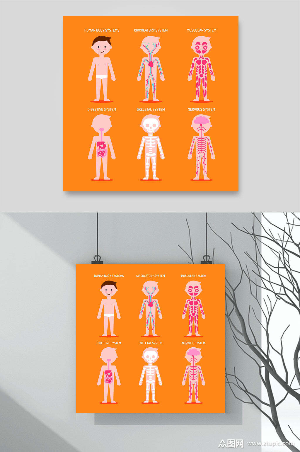 橘色小孩人体构造图矢量素材素材